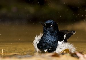 Male Oriental Magpie Robin bathing