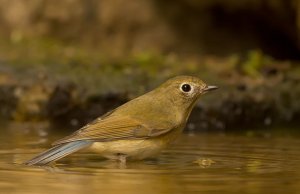 Female Red-flanked Bluetail bathing