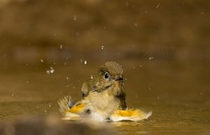 Red-flanked Bluetail female bathing