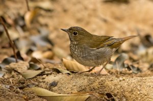 Rufous-Tailed Robin