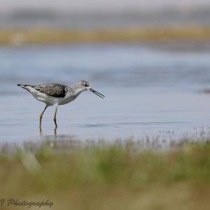 Marsh Sandpiper (Tringa stagnatilis)