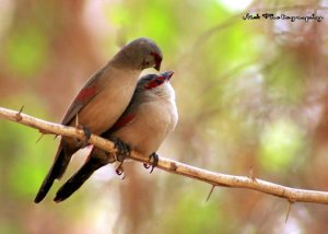 crimson-rumped waxbill