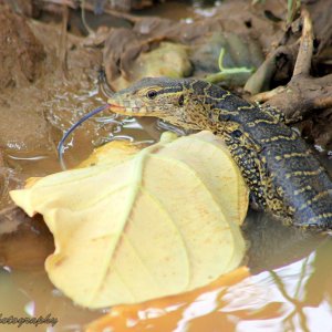 Nile monitor lizard