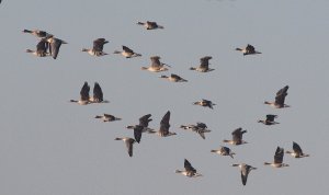 Greater White-fronted Geese and Red-breasted Geese