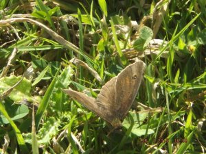 Meadow Brown