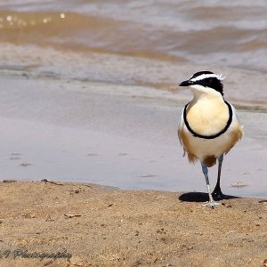 Egyptian Plover