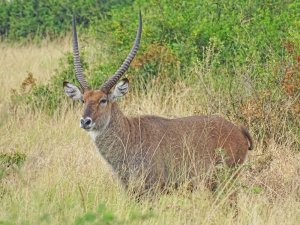 Waterbuck