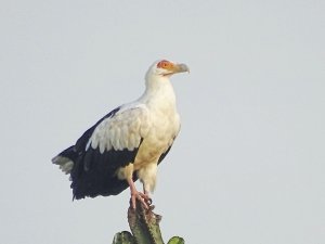 Palm-nut Vulture