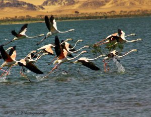 Greater Flamingo