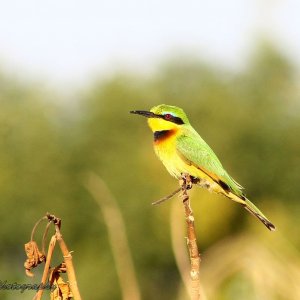 Little Bee-eater (Merops pusillus)