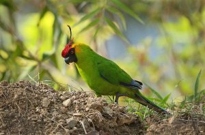 Horned Parakeet