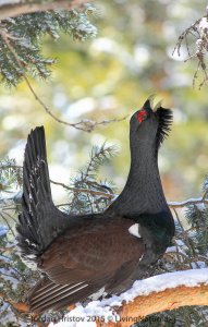 daytime displaying Capercaillie