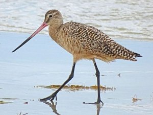 Marbled Godwit