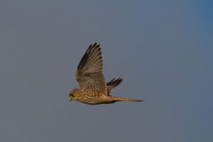 Kestrel hovering