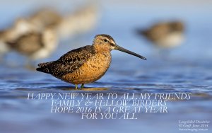 Long-billed Dowitcher