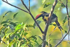 Fiery-billed Aracari