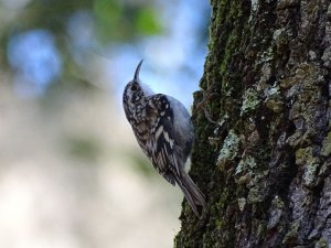 Brown Creeper