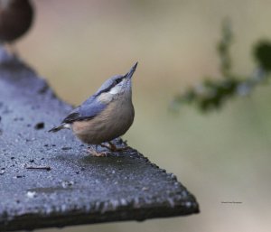 Nuthatch