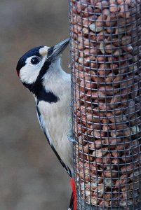 Greater Spotted Woodpecker