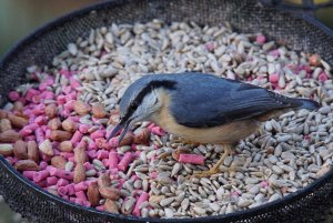 Nuthatch