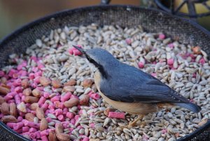 Nuthatch