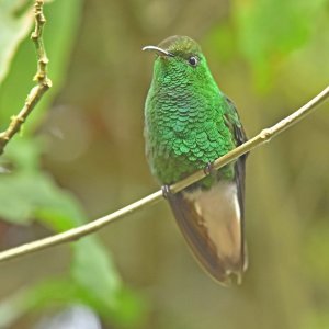 Coppery- headed Emerald