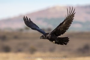 Raven photography