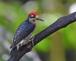 Black-cheeked Woodpecker