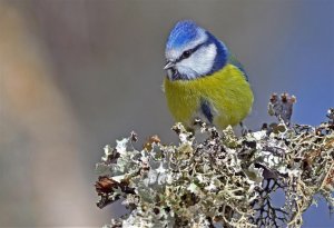 Blue Tit