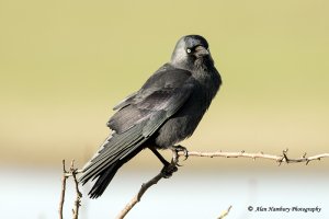 Jackdaw