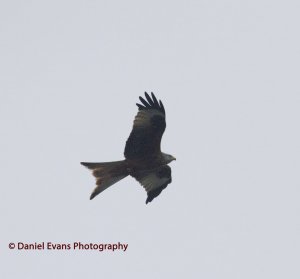 Red Kite