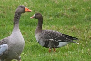 White-fronted Goose