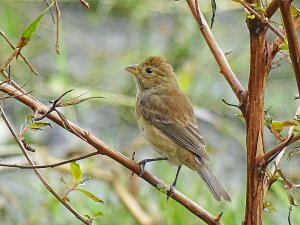 Indigo Bunting