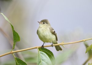 Sierran Elaenia