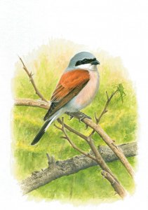 Red backed shrike