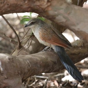 white-browed coucal