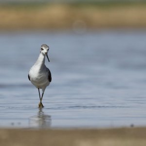 Marsh Sandpiper (Tringa stagnatilis)