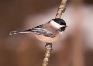 Black-Capped Chickadee