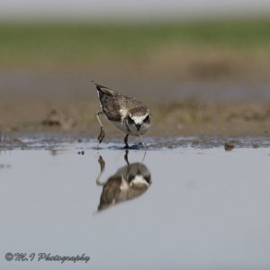 Kentish plover