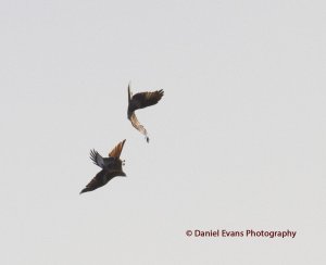 Red Kites skydancing