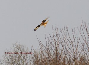 Red Kites