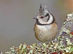 Crested Tit