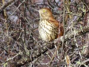 Brown Thrasher