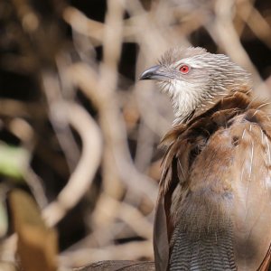 white-browed coucal