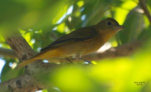 Summer Tanager, female.?????