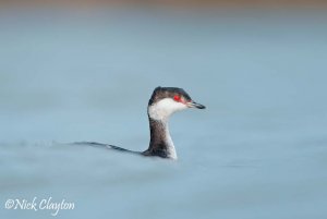 Slavonian Grebe