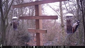 Great Spotted Woodpecker at the feeder