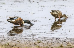 mr and mrs shoveler