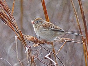 Field Sparrow