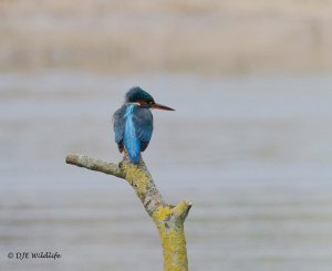 Kingfisher